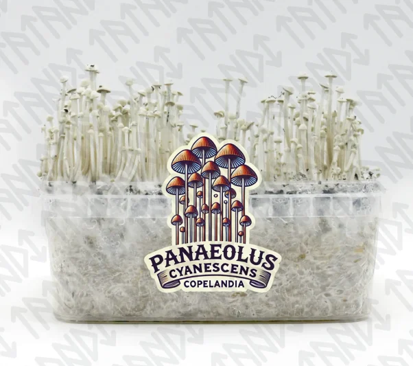 Grow Kit Panaeolus Cyanescens Copelandia