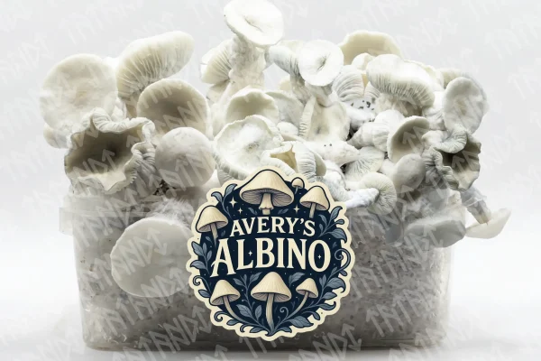 Grow kit Averis Albino