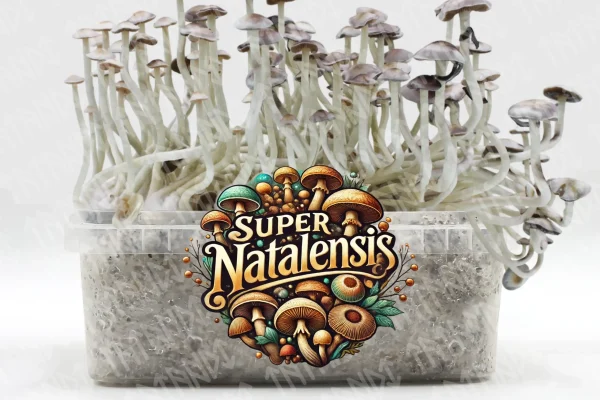 Grow kit Super Natalensis